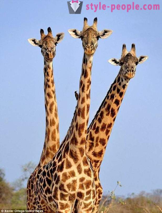 Zambijā trīsgalvainais žirafe hit shot
