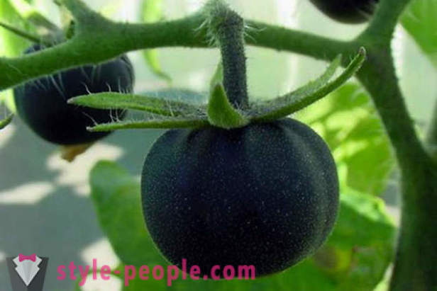 Neparasti kvalitātes melnas tomāti
