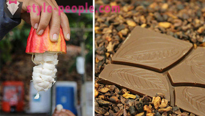 Audzēšanas un ražot šokolādi process