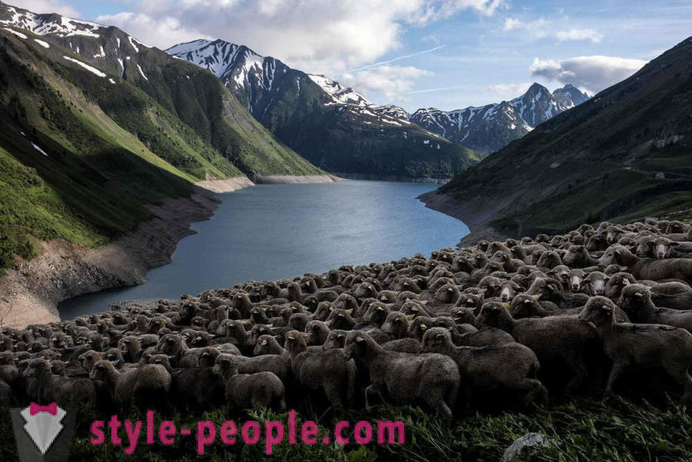 Dzīvi gans Alpos