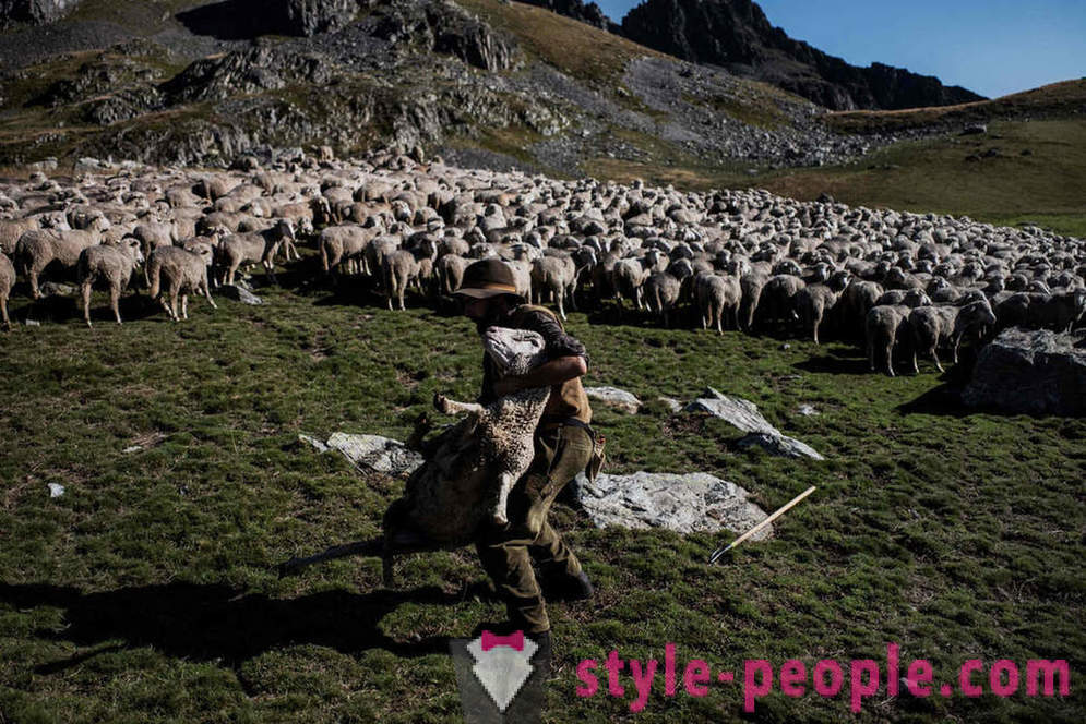 Dzīvi gans Alpos