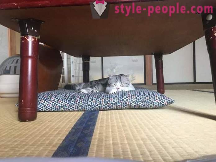 Japāņu viesnīca, kur varat veikt kaķi noma