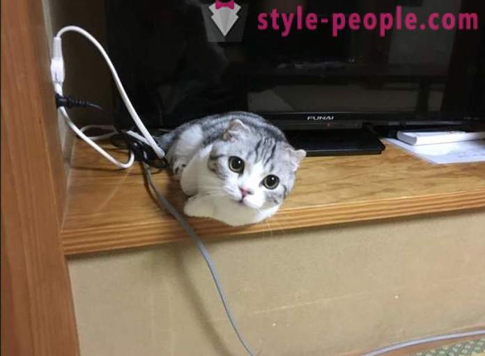 Japāņu viesnīca, kur varat veikt kaķi noma