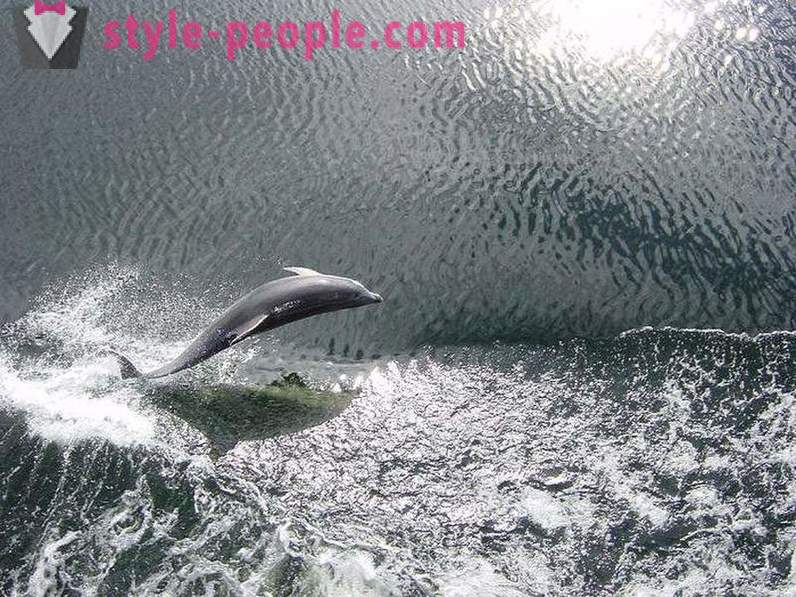 Amazing par delfīniem