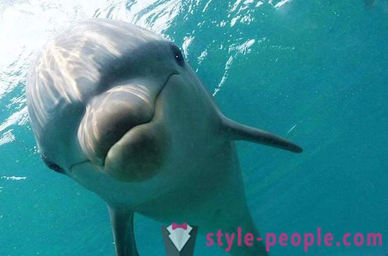Amazing par delfīniem