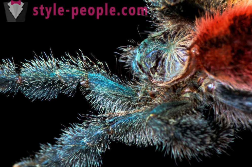 Closeup of zirnekļa kājām
