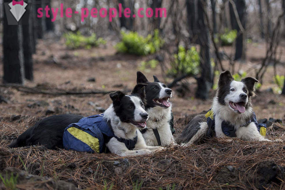 Suņi palīdzētu atjaunot Čīles mežus