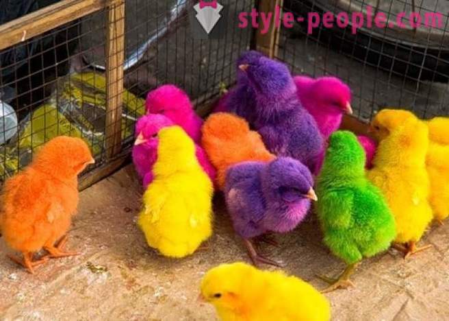Kā izejas krāsaino vistu