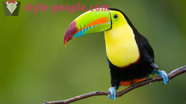 10 Amazing dzīvnieki Rainforest