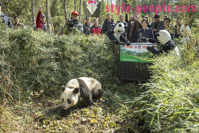 Kā augt milzu pandas Sičuanas