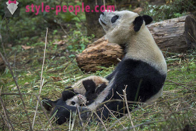 Kā augt milzu pandas Sičuanas