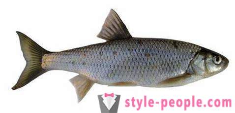 Elec (zivis): apraksts un fotogrāfijas. Ziemas zveja Dace