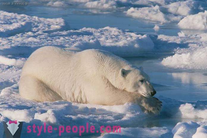 Lāču medības ziemā. Medības ar leduslāčiem