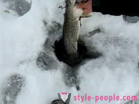 Pike zveja zherlitsy ziemā. Pike zveja ziemas velcēšanas