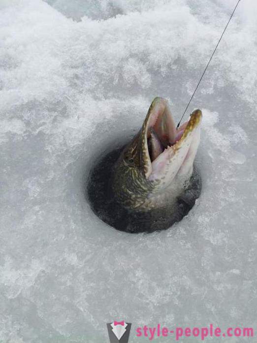 Pike zveja zherlitsy ziemā. Pike zveja ziemas velcēšanas