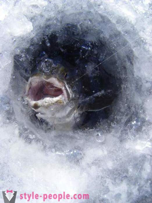 Plaužu zveja ziemā: ins un outs iesācējiem zvejniekiem